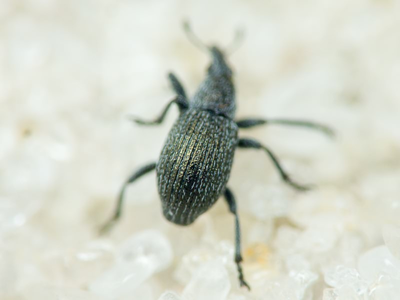 Pseudoperapion brevirostre (Herbst, 1797)